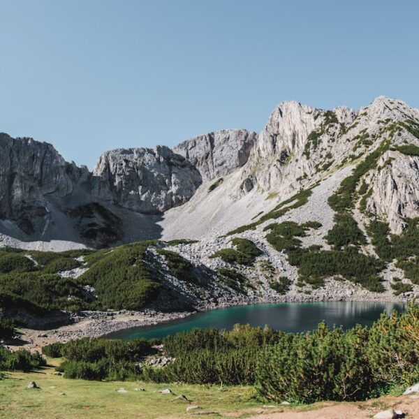 Mniszek lekarski: roślina o właściwościach leczniczych