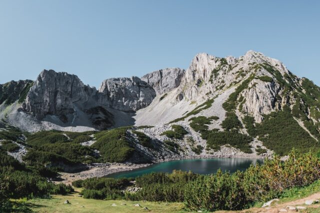 Mniszek lekarski: roślina o właściwościach leczniczych